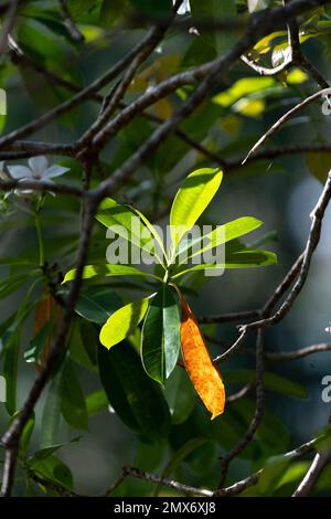 Bäume im Botanischen Garten, Kuching, Sarawak, Ostmalaysia, Borneo. Der