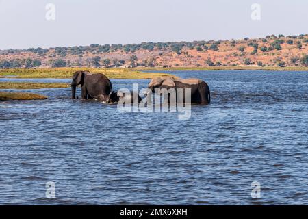 Familie afrikanischer Elefanten, die in einem Wasserloch im Chobe-Nationalpark trinken. Botsuana, Afrika. Stockfoto