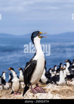 Kaiserliche Kormorankolonie auf Carcass Island in den Falklands Stockfoto