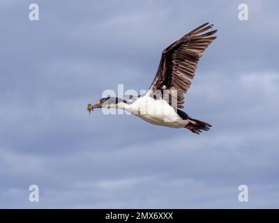 Kaiserliche Kormorankolonie auf Carcass Island in den Falklands Stockfoto