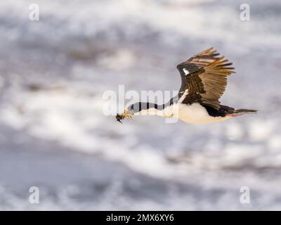 Kaiserliche Kormorankolonie auf Carcass Island in den Falklands Stockfoto