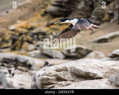 Kaiserliche Kormorankolonie auf Carcass Island in den Falklands Stockfoto