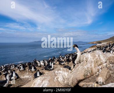 Kaiserliche Kormorankolonie auf Carcass Island in den Falklands Stockfoto