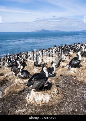 Kaiserliche Kormorankolonie auf Carcass Island in den Falklands Stockfoto