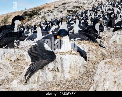 Kaiserliche Kormorankolonie auf Carcass Island in den Falklands Stockfoto