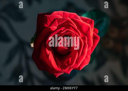 Eine rote Rose, von oben gesehen. Einzelne Rose isoliert. Stockfoto