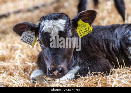 Timoleague, West Cork, Irland. 2. Februar 2023. Neugeborene Kälber entspannen sich in der Baumschule auf dem Milchviehbetrieb David Deasy mit Sitz in Timoleague. Kredit: AG News/Alamy Live News Stockfoto