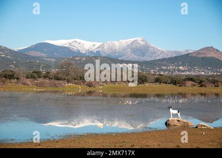 Der kleine Hund genießt die Aussicht auf den Schnee in der Sierra del Guadarrama und La Bola del Mundo, die sich in einem Teich oder kleinen See widerspiegeln. Stockfoto