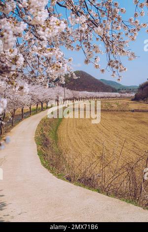 Schöne Kirschblüte in Korea Stockfoto