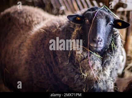 Teplitz, Deutschland. 26. Januar 2023. In der Scheune auf dem Bauernhof der Nordwolle-Firma steht ein graugewölbtes Landschafe aus Pommern. Derzeit wird die große Scheune aus Feldsteinen für die Herstellung nachhaltiger funktioneller Bekleidung aus Wolle von Pommern-Schafen ausgestattet. Im Jahr 2018 verlegte der Gründer von Nordwolle Scheel sein Unternehmen, das er zwei Jahre zuvor auf der Insel Rügen gegründet hatte, nach Teplice und war in den Medien für seinen Kampf gegen die Behörden um die erforderlichen Baugenehmigungen bekannt geworden. Kredit: Jens Büttner/dpa/Alamy Live News Stockfoto