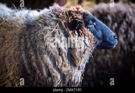 Teplitz, Deutschland. 26. Januar 2023. In der Scheune auf dem Bauernhof der Nordwolle-Firma steht ein graugewölbtes Landschafe aus Pommern. Derzeit wird die große Scheune aus Feldsteinen für die Herstellung nachhaltiger funktioneller Bekleidung aus Wolle von Pommern-Schafen ausgestattet. Im Jahr 2018 verlegte der Gründer von Nordwolle Scheel sein Unternehmen, das er zwei Jahre zuvor auf der Insel Rügen gegründet hatte, nach Teplice und war in den Medien für seinen Kampf gegen die Behörden um die erforderlichen Baugenehmigungen bekannt geworden. Kredit: Jens Büttner/dpa/Alamy Live News Stockfoto