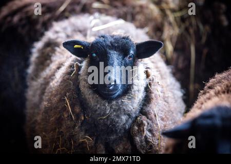 Teplitz, Deutschland. 26. Januar 2023. In der Scheune auf dem Bauernhof der Nordwolle-Firma steht ein graugewölbtes Landschafe aus Pommern. Derzeit wird die große Scheune aus Feldsteinen für die Herstellung nachhaltiger funktioneller Bekleidung aus Wolle von Pommern-Schafen ausgestattet. Im Jahr 2018 verlegte der Gründer von Nordwolle Scheel sein Unternehmen, das er zwei Jahre zuvor auf der Insel Rügen gegründet hatte, nach Teplice und war in den Medien für seinen Kampf gegen die Behörden um die erforderlichen Baugenehmigungen bekannt geworden. Kredit: Jens Büttner/dpa/Alamy Live News Stockfoto