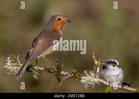 Robin (Europa) Stockfoto