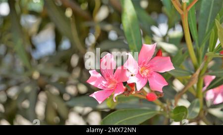 Blumen von Nerium Oleander auch bekannt als Rose Laurel, adelfa blanca usw. In Gärten angebaute Zierpflanze. Stockfoto