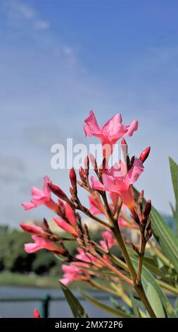 Blumen von Nerium Oleander auch bekannt als Rose Laurel, adelfa blanca usw. In Gärten angebaute Zierpflanze. Stockfoto