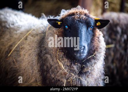 Teplitz, Deutschland. 26. Januar 2023. In der Scheune auf dem Bauernhof der Nordwolle-Firma steht ein graugewölbtes Landschafe aus Pommern. Derzeit wird die große Scheune aus Feldsteinen für die Herstellung nachhaltiger funktioneller Bekleidung aus Wolle von Pommern-Schafen ausgestattet. Im Jahr 2018 verlegte der Gründer von Nordwolle Scheel sein Unternehmen, das er zwei Jahre zuvor auf der Insel Rügen gegründet hatte, nach Teplice und war in den Medien für seinen Kampf gegen die Behörden um die erforderlichen Baugenehmigungen bekannt geworden. Kredit: Jens Büttner/dpa/Alamy Live News Stockfoto