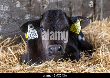 Timoleague, West Cork, Irland. 2. Februar 2023. Neugeborene Kälber entspannen sich in der Baumschule auf dem Milchviehbetrieb David Deasy mit Sitz in Timoleague. Kredit: AG News/Alamy Live News Stockfoto