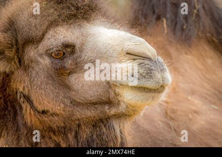 Nahaufnahme von der Seite eines Kamels Stockfoto