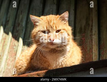 Wunderschöne, verstreute Katze im Freien an sonnigen Tagen Stockfoto