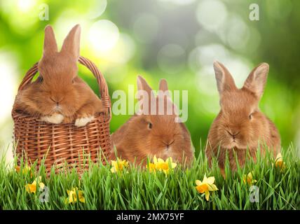 Süße Häschen auf grünem Gras. Ostersymbol Stockfoto