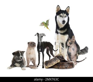 Gruppe verschiedener Haustiere auf weißem Hintergrund Stockfoto