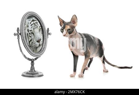 Katze und Spiegel mit Reflexion des bengalischen Tigers auf weißem Hintergrund Stockfoto