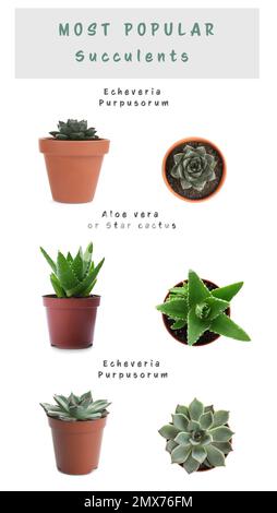 Die beliebtesten saftigen Sorten. Zimmerpflanzen und Namen auf weißem Hintergrund Stockfoto