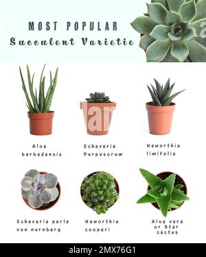 Die beliebtesten saftigen Sorten. Zimmerpflanzen und Namen auf weißem Hintergrund Stockfoto