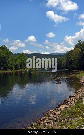 Eine Gruppe kanadischer Gänse ruht auf einem Baumstamm im South Holston River in der Osceola Island Reacreation Area und dem Weir Dam. Stockfoto