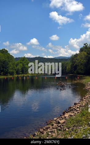 Eine Gruppe kanadischer Gänse ruht auf einem Baumstamm im South Holston River in der Osceola Reacreation Area und dem Weir Dam. Stockfoto