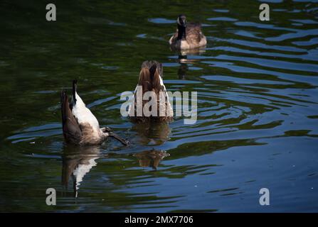 Zwei kanadische Gänse, die sich im Osceola Island Recreation Area in der Nähe von Bristol, Tennessee, auf dem Bett des South Holston River ernähren Stockfoto