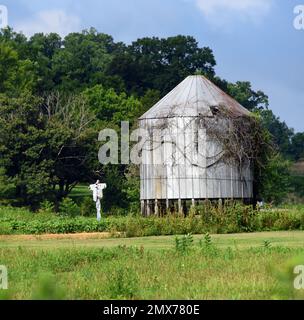 Weinreben schleichen sich an den Seiten des alten Zinnsilos herum. Es liegt mitten in einem Garten mit Vogelscheuche. Stockfoto