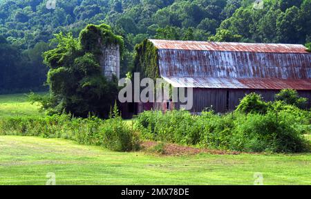 Verwittert und abgenutzt, rot, Holz, Scheune, wurde von Reben und Efeu übernommen. Silo ist fast bedeckt. Die Scheune liegt am Fuße der Appalachen. Stockfoto