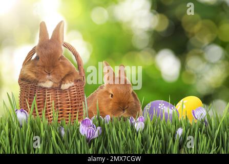 Süße Häschen und Ostereier auf grünem Gras Stockfoto