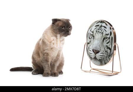 Katze und Spiegel mit Reflexion des bengalischen Tigers auf weißem Hintergrund Stockfoto