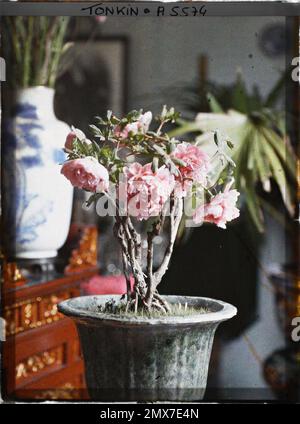 Hà-Dông, Tonkin, Indochina eine Pfingstrose Chinas, die zum Zeitpunkt des Festivals des Têt, Léon geschäftig in Indochina, am Fuß des Altars der Vorfahren blühte Stockfoto