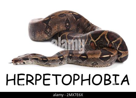 Braune Boa Constrictor auf weißem Hintergrund. Herpetophobie-Konzept Stockfoto