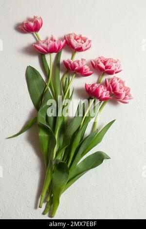 Schöne pinkfarbene Frottee-Tulpen auf weißem Hintergrund. Tulpenfarbe Viva Magenta 18-1750, 2023 Stockfoto