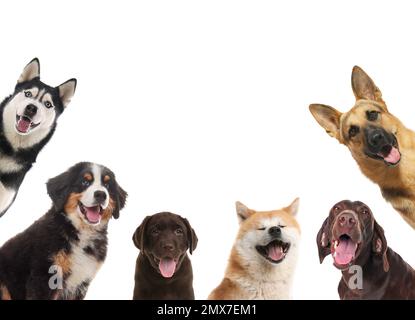 Set mit verschiedenen süßen Hunden auf weißem Hintergrund. Niedliche Haustiere Stockfoto