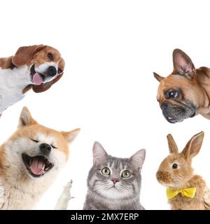 Set mit verschiedenen niedlichen Haustieren auf weißem Hintergrund Stockfoto