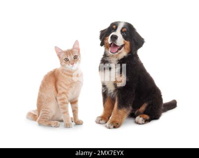 Süße Katze und Hund auf weißem Hintergrund. Flauschige Freunde Stockfoto