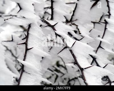 Schnee auf Dornbusch Stockfoto