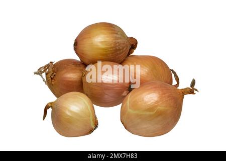 Bild einer gelben Zwiebel auf weißem Hintergrund Stockfoto