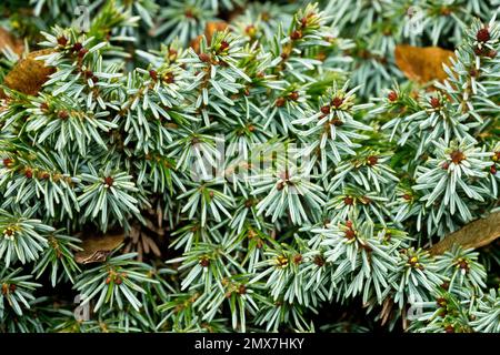 Serbische Spruce, Picea omorika Pimoko, Nahaufnahme, Nadeln Stockfoto