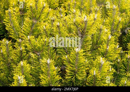 Pinus mugo „Wintergold“, Zweige, Nadeln Pinus-Blätter Pinus-Nadeln Stockfoto