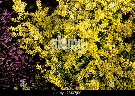 Japanische Holly, Ilex crenata „Goldspitze“, Gelb, Pink, Winter, Blätter, Erica Carnea Stockfoto