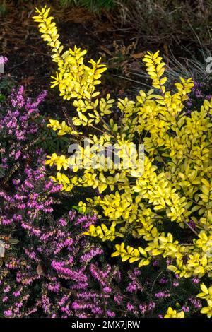 Winter, Erica carnea, Ilex crenata „Gold Tip“, Gelb, Pink, Farbe, Japanisch Holly, Pflanze Stockfoto