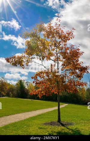 Der Wind zittert, erleuchtet von der Sonne, die orangefarbenen Blätter eines jungen Ahorns stehen allein auf einem großen Feld neben dem Pfad zum Wald Stockfoto