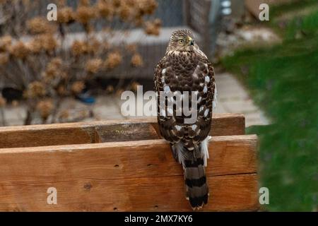 Der schöne Falke sitzt auf einem Holzbalken mit gedrehtem Kopf Stockfoto