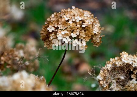 Hortensien, Samenköpfe, Hydrangea macrophylla, Tote, Tote, Blumen, Getrocknet, Pflanzen, Samen, Winter Stockfoto